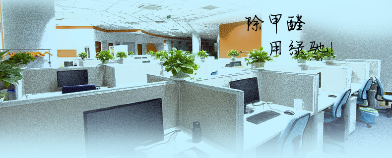 
                                                            绿驰Greensky 新办公室急入伙 迅速除甲醛除味{ 50㎡基数套餐 除醛无忧}                