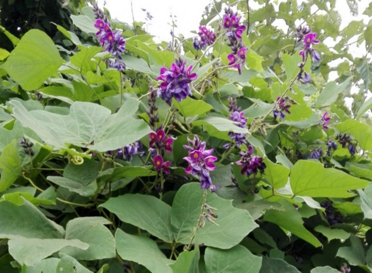 野生葛花 葛藤花野生葛根花茶醒酒解酒茶养生茶葛花茶