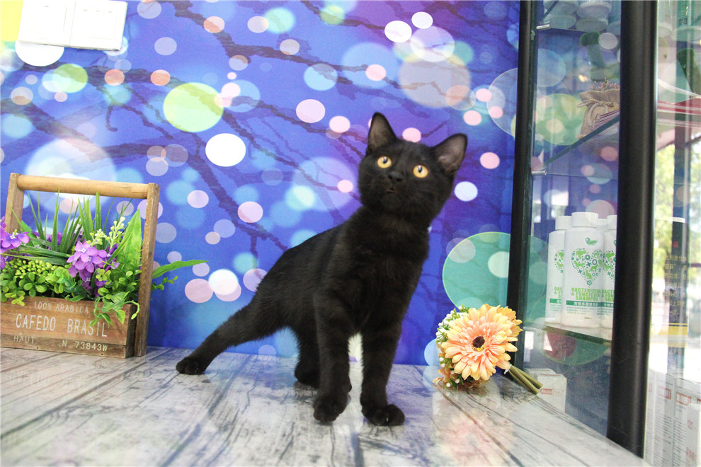 上海猫舍 cici的喵语 孟买猫 黑猫 招财 孟买猫活体 黑色宠物猫 宠物
