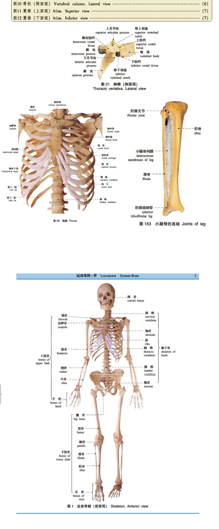 正版医学解剖 人体解剖学标彩色图谱(第2版) 经典医学工具书 中国图书