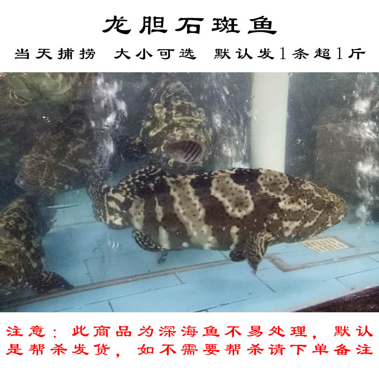 鲜活石斑鱼新鲜珍珠龙胆鱼海鲜鲜活水产生猛海鱼1kg顺丰 3kg_现价492