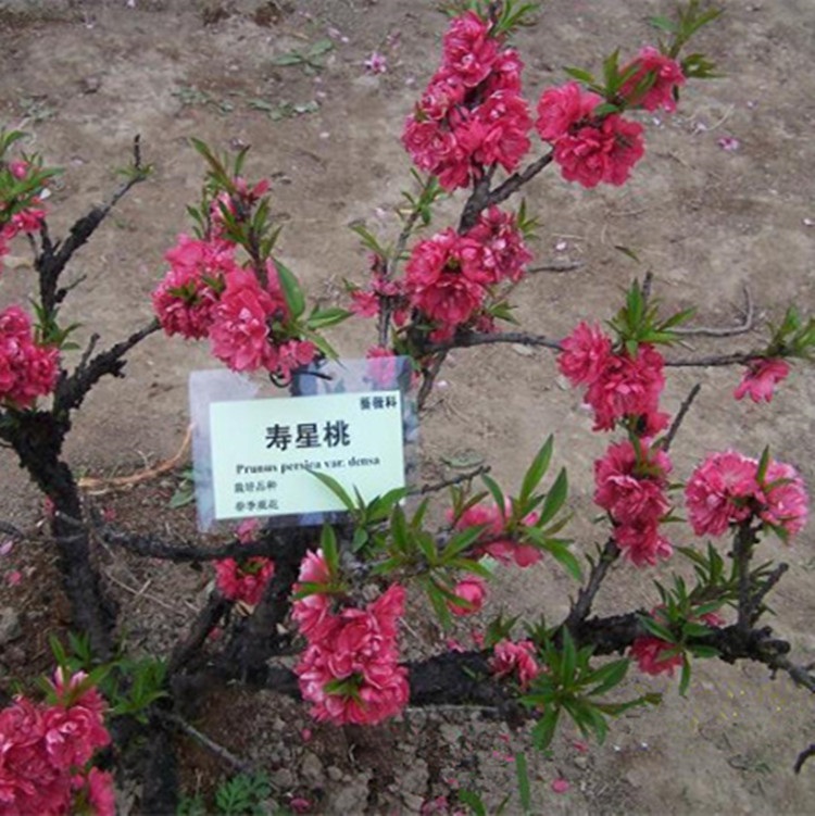 花为你开寿星桃苗盆栽地栽重瓣桃花树秋冬带花苞盆栽植物耐寒桃梅树