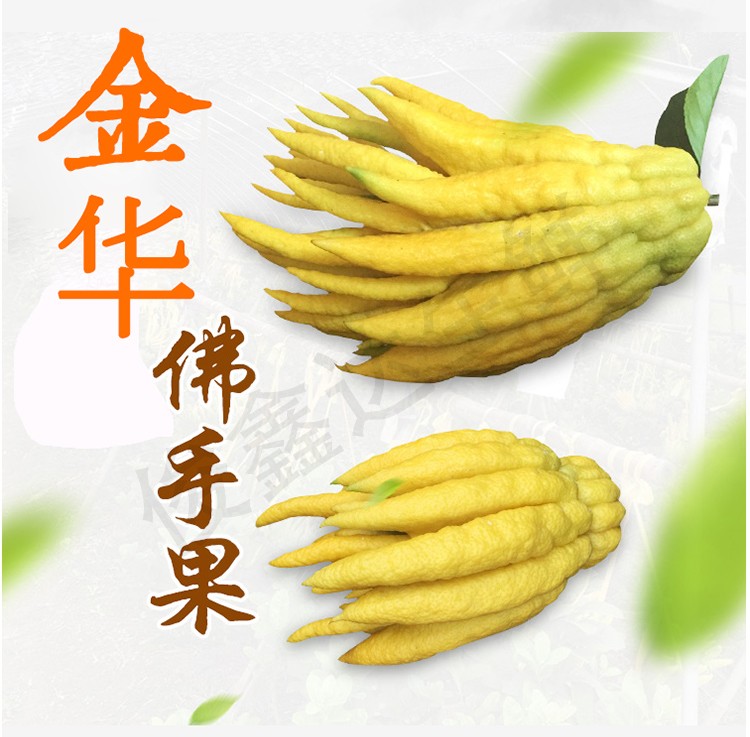 俊鑫达 浙江金华佛手 福寿柑老香黄佛手果 佛手瓜 新鲜佛手柑 500g 1