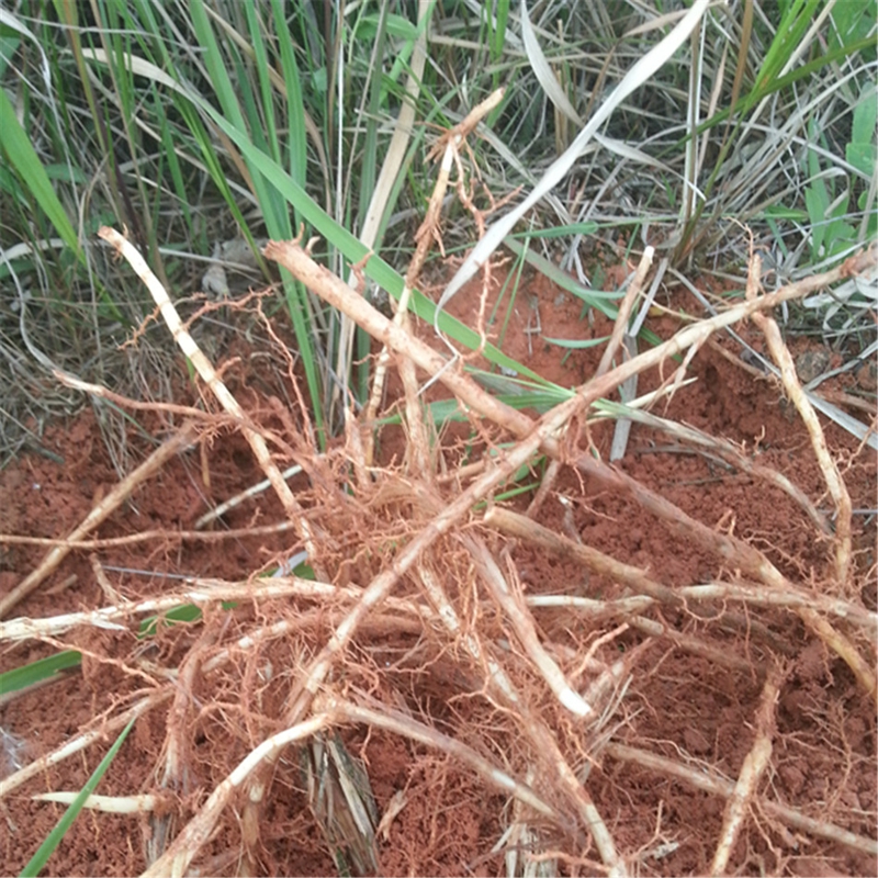 鲜茅根 500克 新 白茅根 新鲜湿茅草根竹蔗 毛草根 非