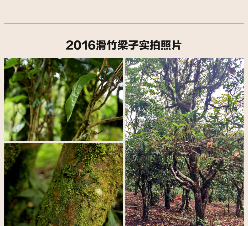 云南吉普号玩家普洱茶 生茶2017年藏山600-滑竹梁子古树普洱茶叶_现价