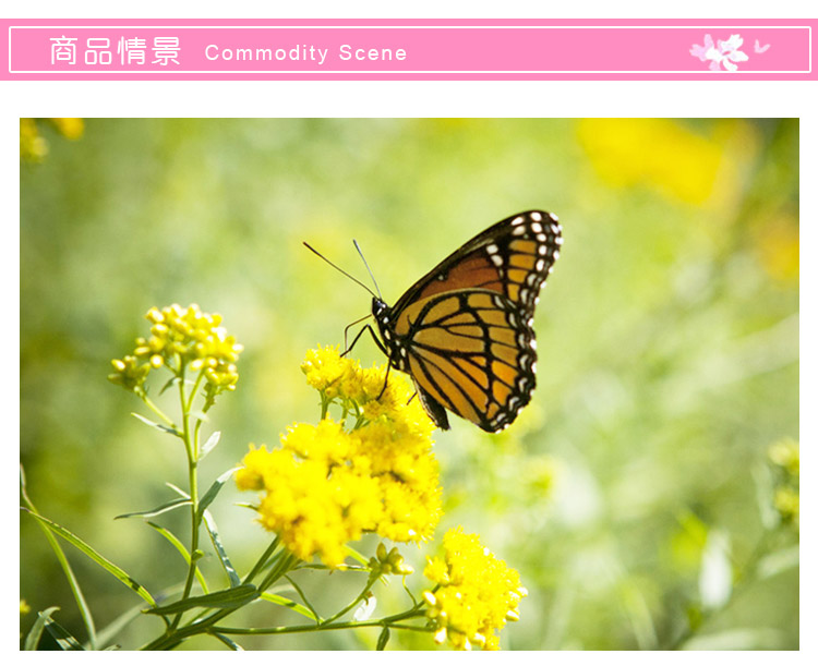 凡雅空间 可移除墙贴纸贴画黑白创意浪漫蝴蝶花电视背景墙客厅沙发装饰黑色 蝴蝶花 特大号