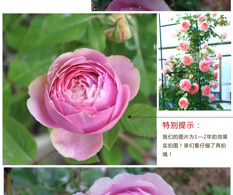 娴雅 新品月季 桃香月季花苗 多头浓香玫瑰花苗_ 5折现价83元