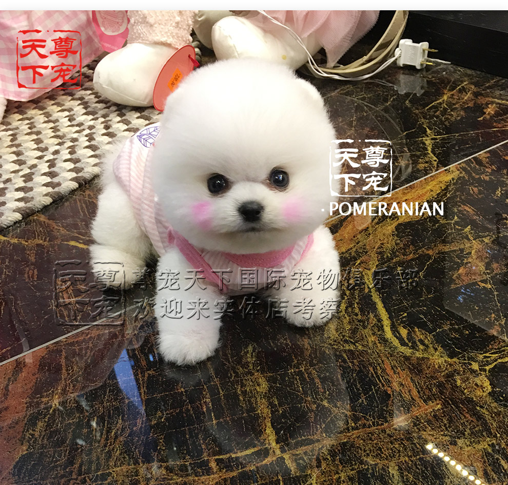 尊宠天下 博美犬活体 幼犬纯白色宠物级纯种俊介哈多利球形茶杯犬小狗