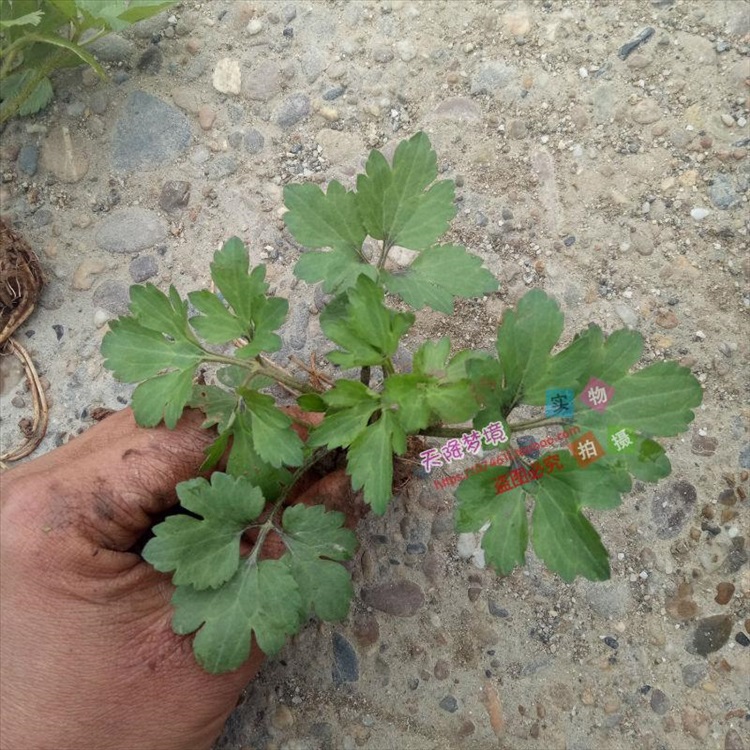 逍遥野生草药新鲜毛茛草 起泡草 毛莨草 茴茴蒜 毛芹菜 烂肺草 毛莨苗