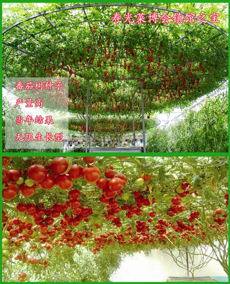 花姬菜博会树番茄 红番茄树种子 特色番茄 黑番茄树 黄番茄树 黄番茄