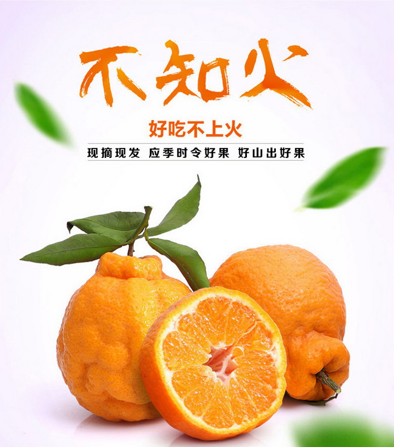 5kg毛重 丑橘耙耙柑橘子水果