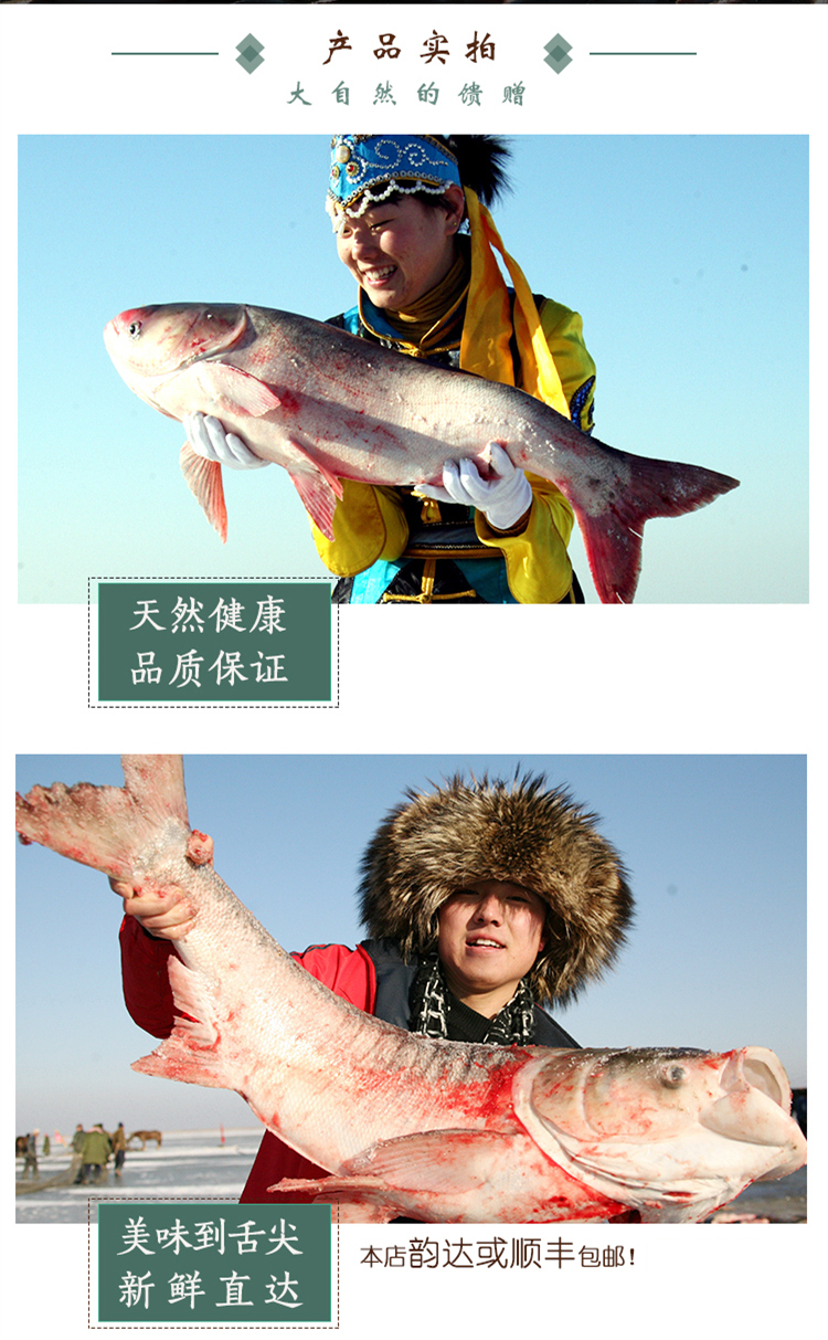 查干湖鱼 胖头鱼 野生有机冷冻 14.5-15斤 1条 礼盒装