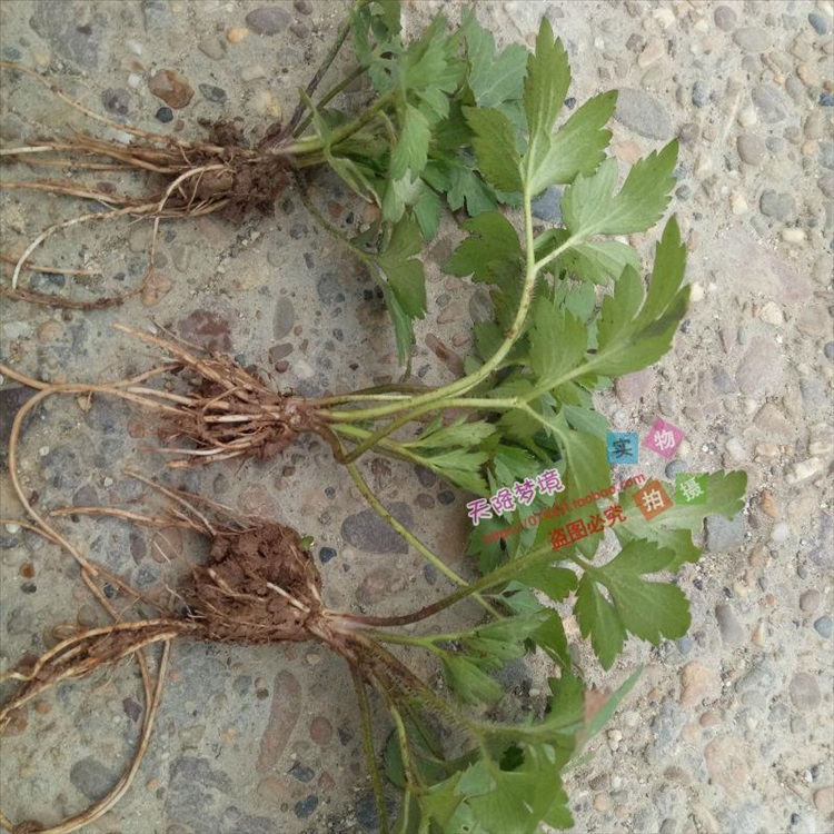 逍遥野生草药新鲜毛茛草 起泡草 毛莨草 茴茴蒜 毛芹菜 烂肺草 毛莨苗