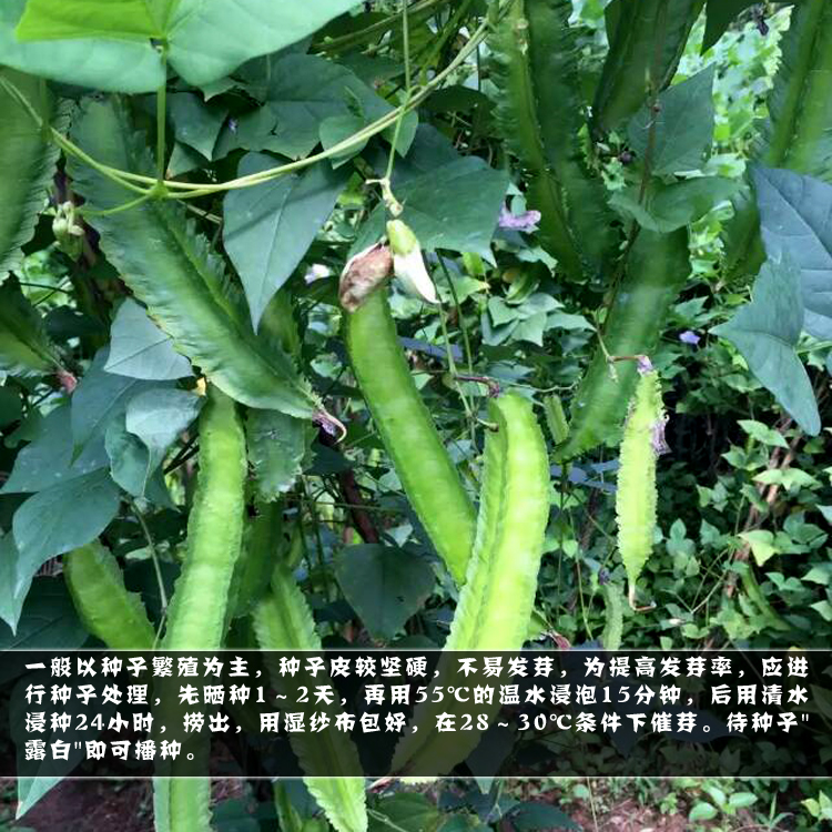 花中酷d 四棱豆种子四棱豆苗四角豆皇帝豆香龙豆四季盆栽四棱豆种子50粒药材种子 四棱种子20粒 图片价格品牌报价 京东