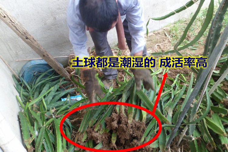 越南红心南北方种植火龙果树苗庭院阳台盆栽地栽带根果树苗花卉绿植