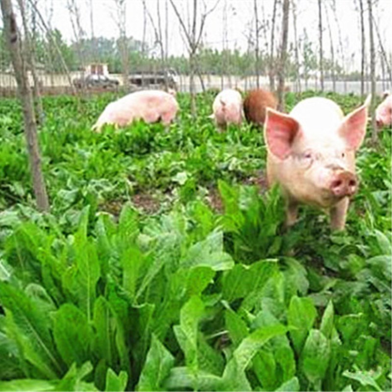 菊苣牧草种子南方鸡鹅兔猪吃饲料草多年生四季草种草籽春季养猪草种