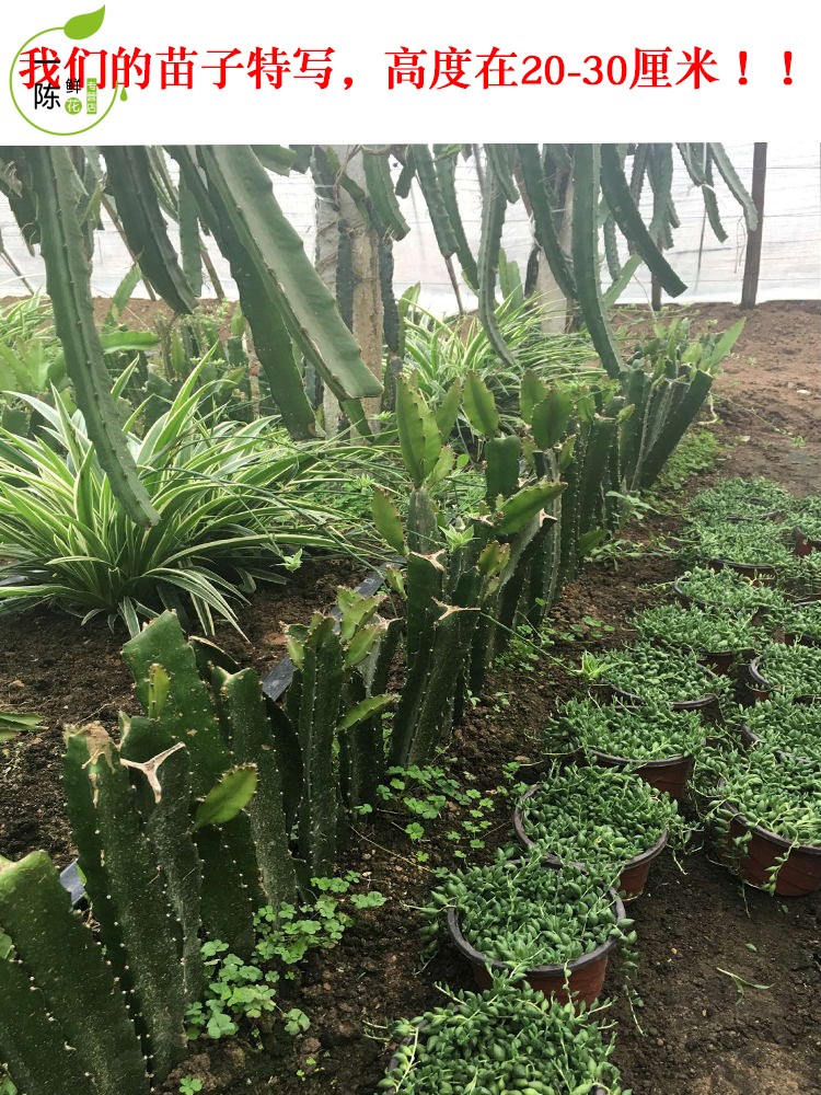 陈新杭 盆栽地栽果树苗火龙果苗紫红肉火龙果苗 黄皮火龙果苗 白肉