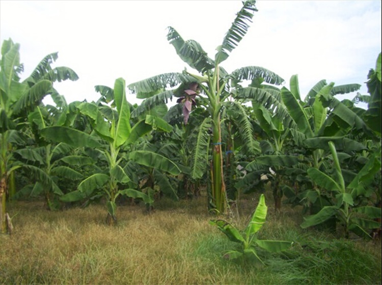 逍遥绿植香蕉树苗皇帝蕉矮化蕉芭蕉西贡蕉粉蕉庭院果树苗盆栽香蕉苗