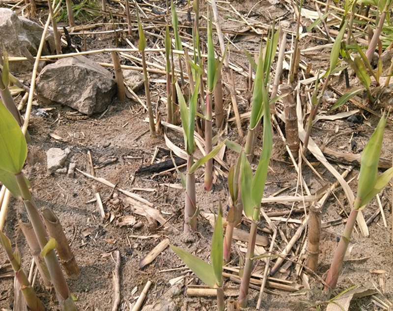 鲜茅根 500克 新 白茅根 新鲜湿茅草根竹蔗 毛草根 非