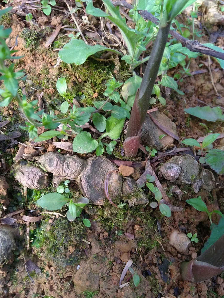 北园湖 阳荷姜 洋荷姜 种苗 种根 野生阳藿 洋火姜 新鲜种子500g茗荷