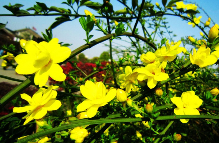 亚招 迎春花盆景 盆栽地栽迎春花苗迎春树苗盆景迎春花探春花苗工程苗