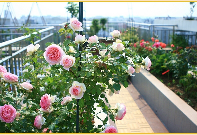 欧月阳台庭院盆栽花卉植物蔷薇花藤本月季花爬藤月季四季开花 自由