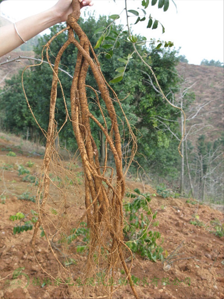 莱芮正宗牛大力种子 大力山种苗 大力薯山莲藕 大力薯 南方人参 野生