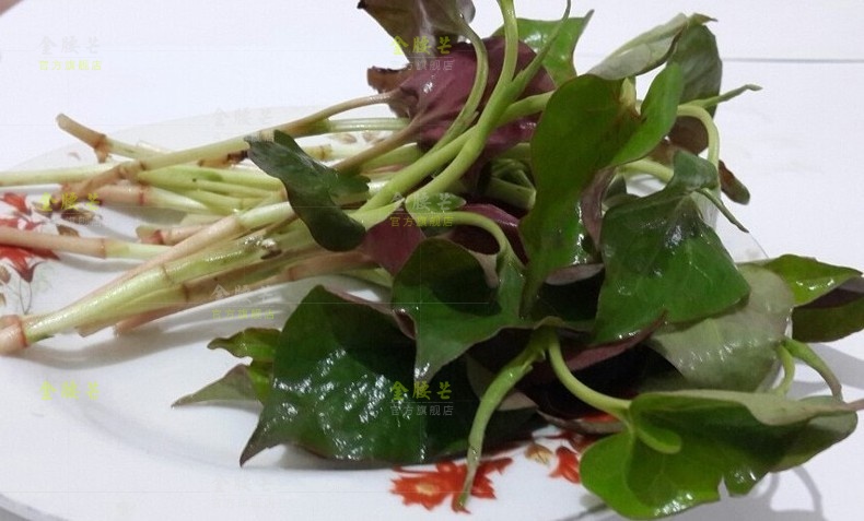 新鲜鱼腥草嫩叶子1.5kg 折耳根 凉拌 1500g_ 7折现价42元