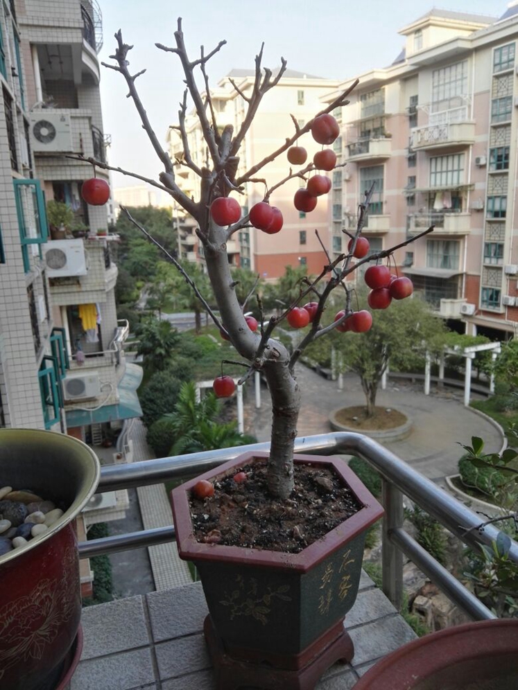 家居饰品秋冬红果盆栽冬红果冬红果盆栽可做盆景树苗老桩当年结果