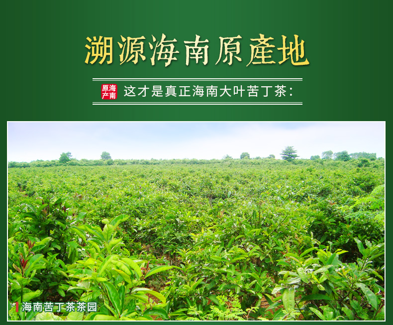 海南特产大叶苦丁茶 特级五指山新茶 新品茶礼罐装125g 包邮_ 5折现价