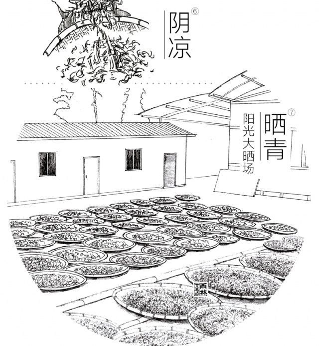 雨林古树普洱茶 2015嫩梢 古树散茶一芽一叶 生茶茶叶60g