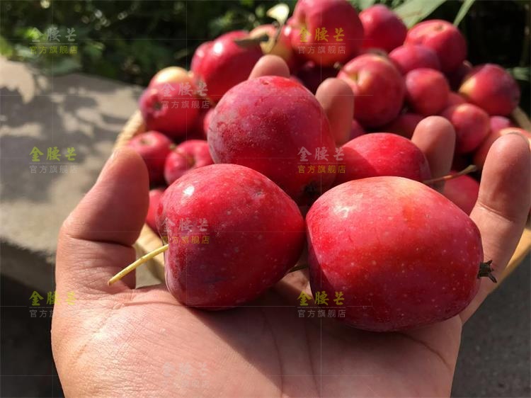 现货新鲜东北鸡心海棠果沙果锦秀海棠小苹果花红果5斤