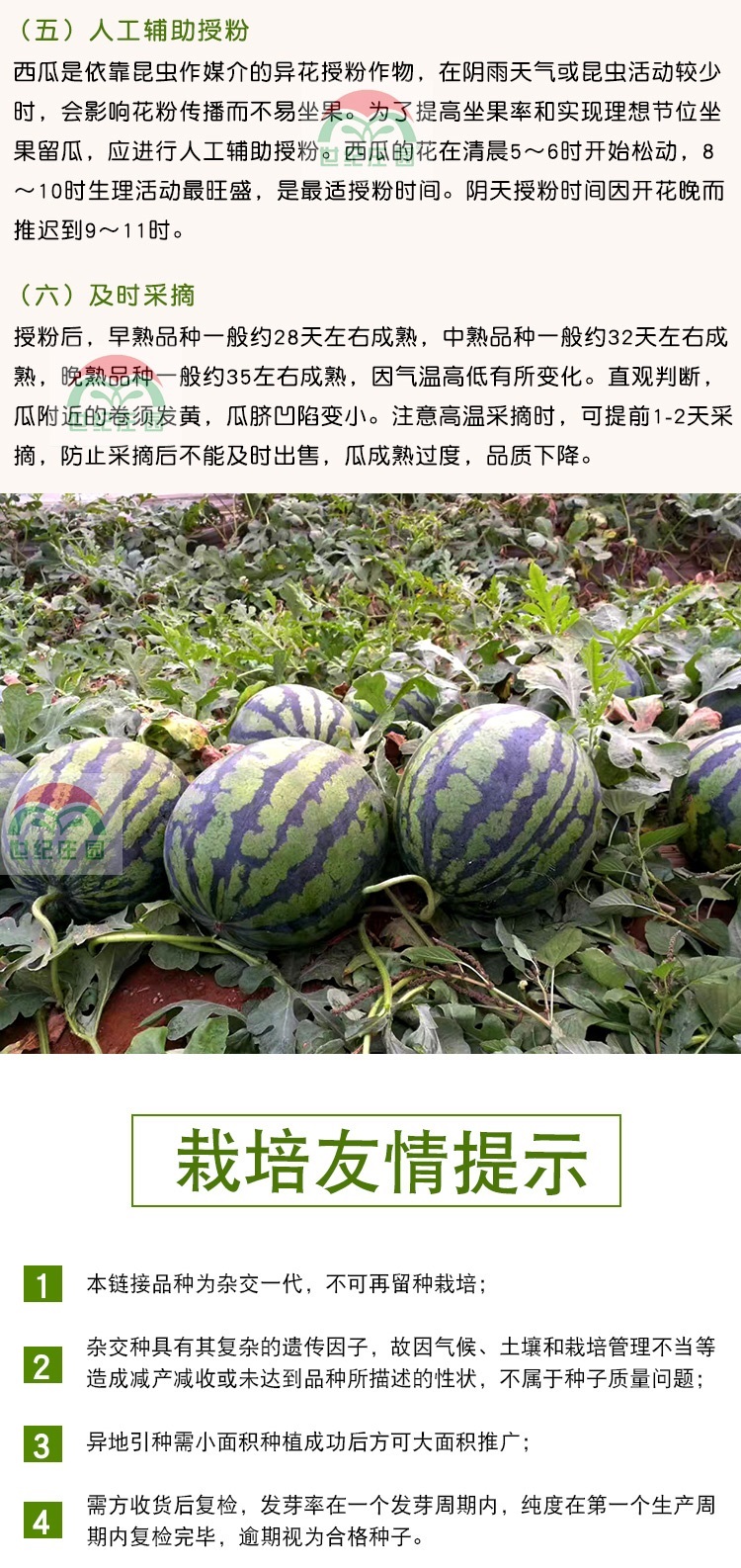 莱芮 早佳8424西瓜种子籽特大高产麒麟瓜早熟甜王阳台