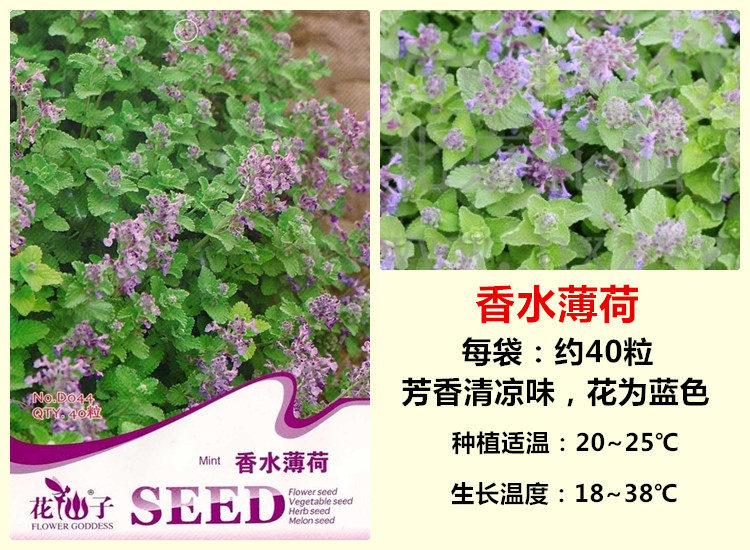薄荷种子 马薄荷 美国薄荷 柠檬薄荷 香水薄荷 清凉薄荷种子可食用作