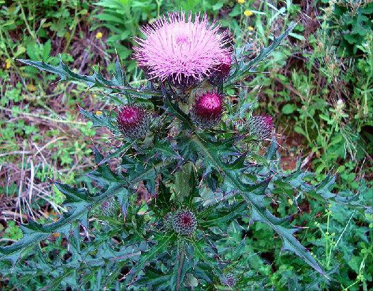 优友野生中草药刺盖苗 大蓟 大刺儿菜 老虎脷 夏秋两季花 野生植物苗