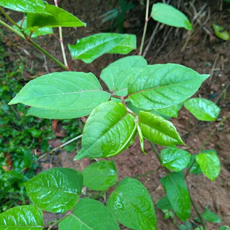 逍遥高山野生现挖虎杖茎叶苗花斑竹酸筒杆斑杖根川筋龙黄地榆中药材