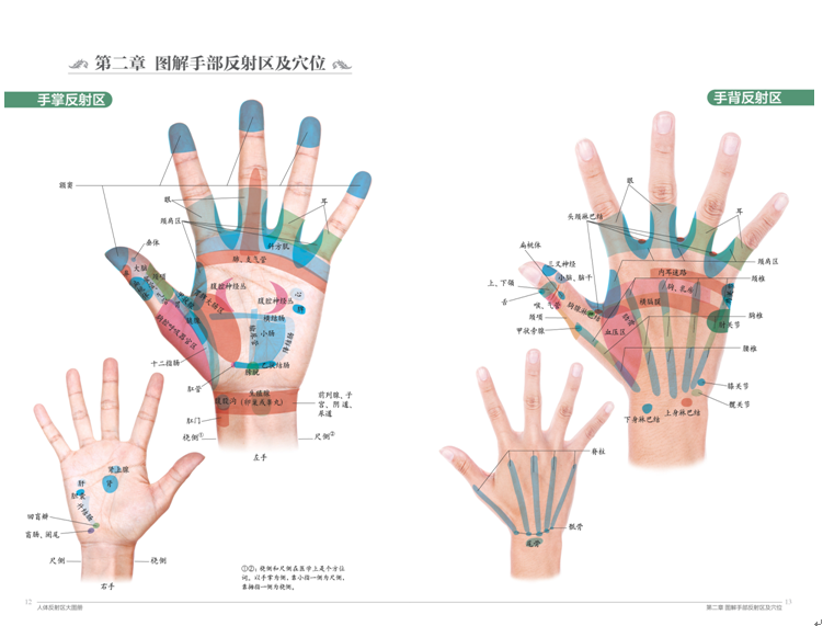 中华传统中医保健经典指导手册:人体反射区大图册(附说明书 视频下载)