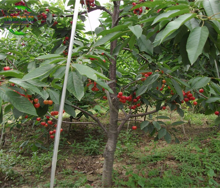 山色溪苑 樱桃树苗果树苗盆栽地栽樱桃树南方北方种植