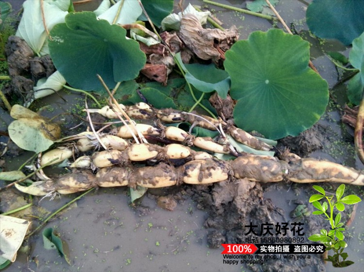 莱芮鄂莲9号巨无霸食用莲藕种苗炒吃脆煲汤粉的藕大型