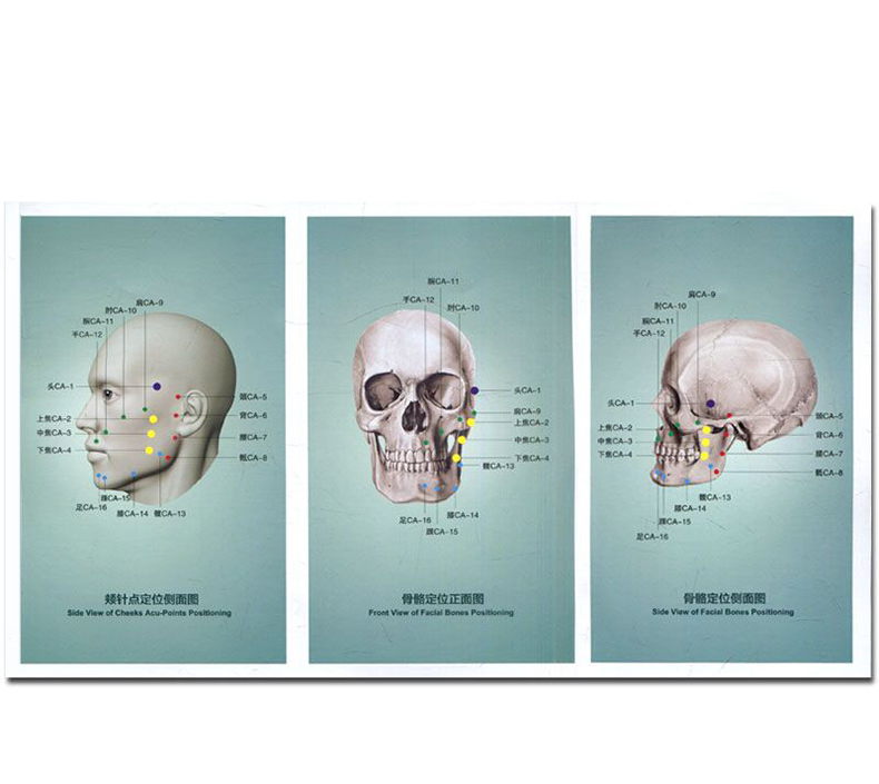 正版★ 颊针疗法挂图 颊针疗法 颊针疗法系列图书 2套装 正版图书