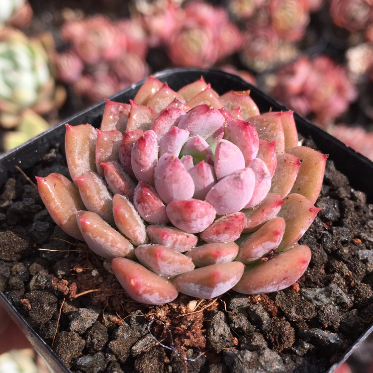 莱恩小精灵 多肉植物 一物一拍 b 莱恩小精灵21号 3cm