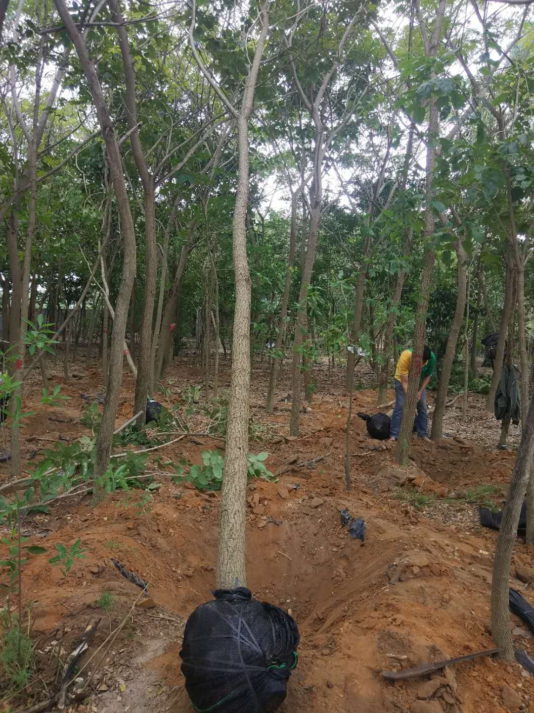 名贵树苗正宗檀香紫檀苗树苗大小叶紫檀苗 紫檀树苗印度紫檀檀香 正宗