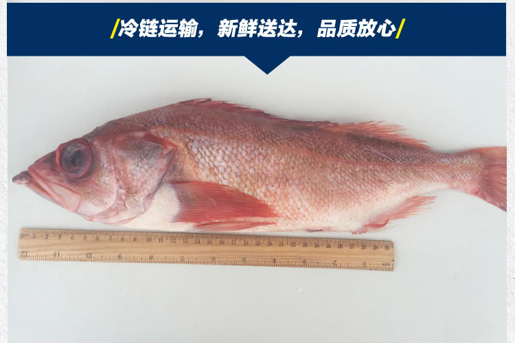 冰岛野生红石斑鱼红鱼大眼鱼富贵鱼500g_现价-1元