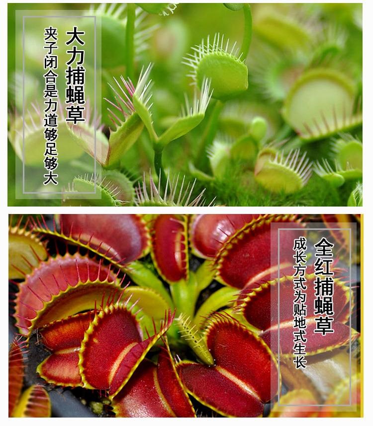 果林轩食虫植物-大嘴捕蝇草大型品种绿植盆栽驱蚊食人