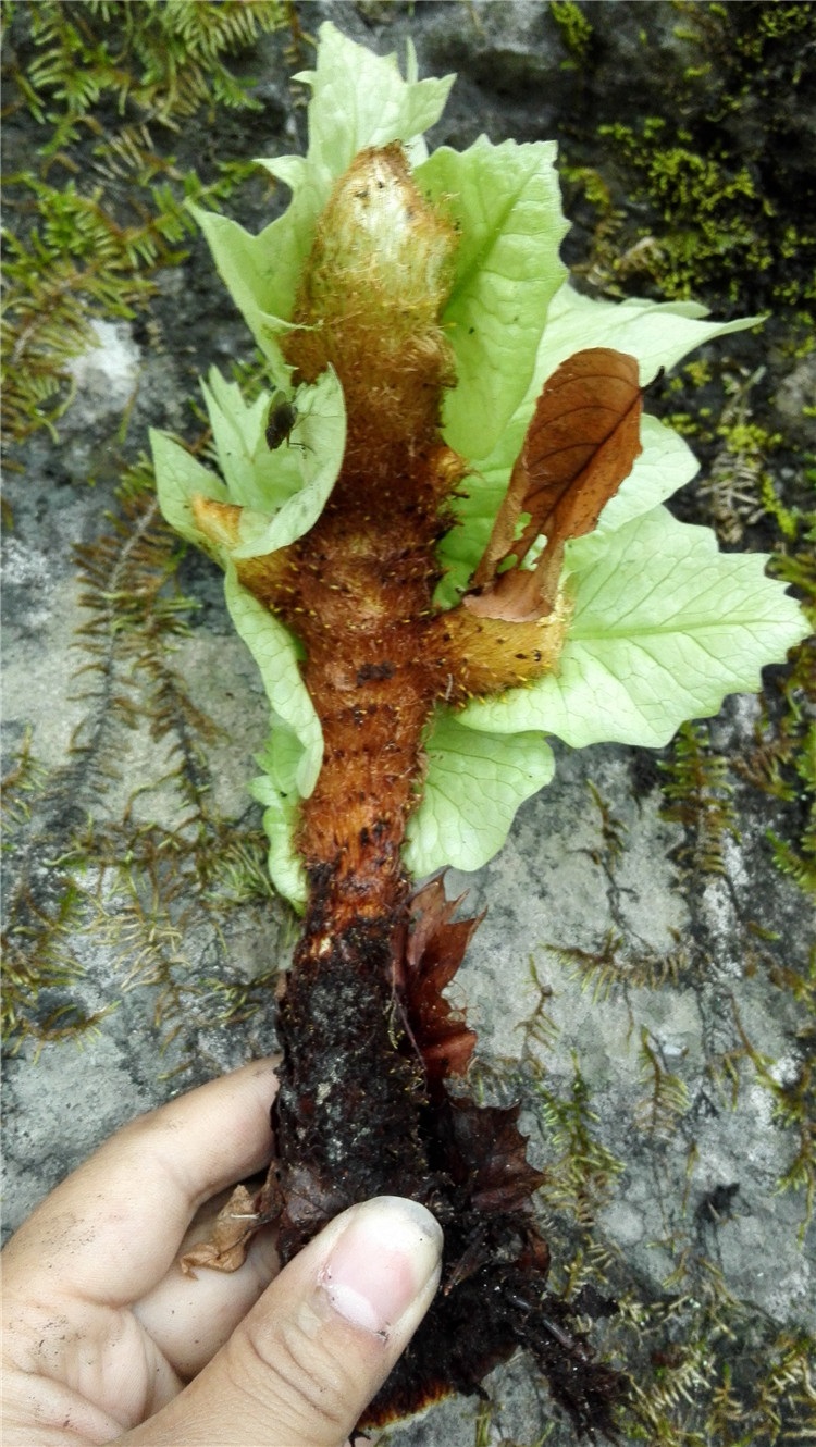 优友新鲜野生中药材骨碎补毛姜爬岩姜石岩姜猴姜申姜防脱秃顶_现价18