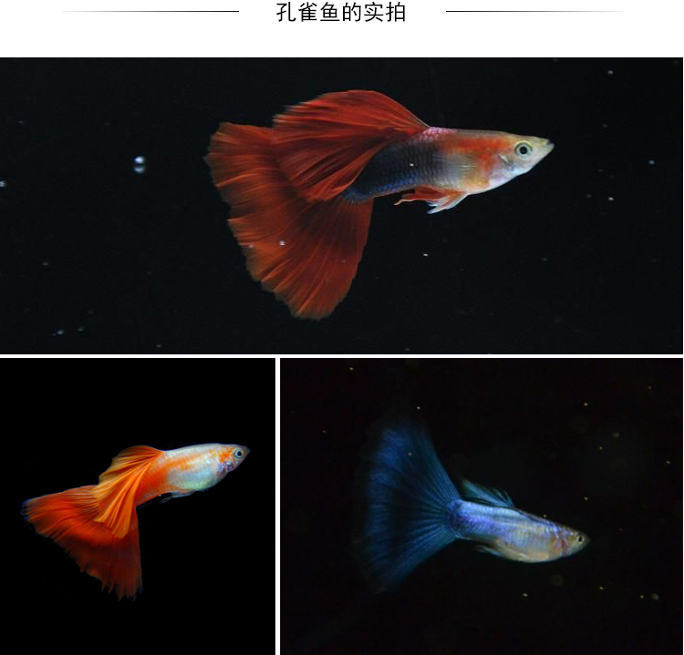 凤尾热带小型淡水宠物鱼红绿灯鱼水族金鱼种观赏鱼苗 兰草尾一对_现价