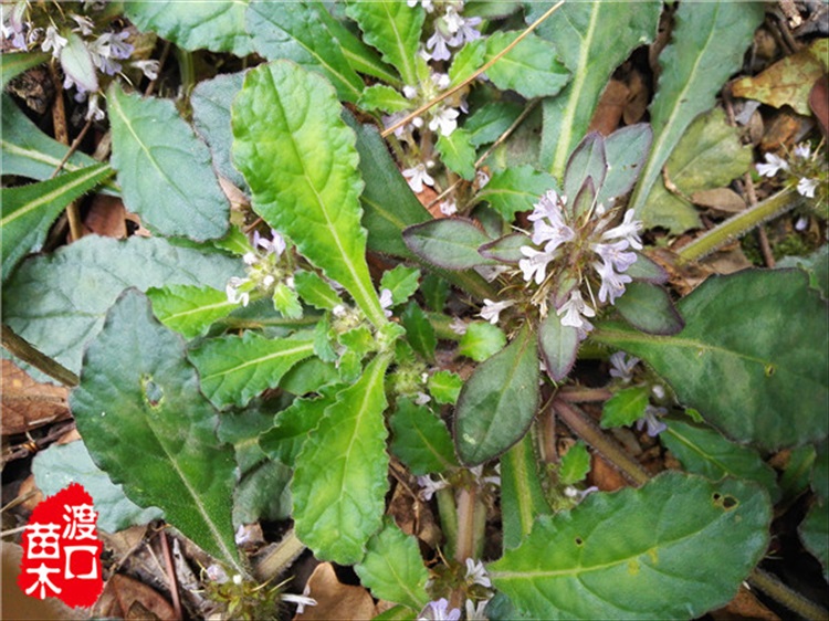 花姬白毛夏枯草种子 或苗 筋骨草 紫背金盘 白九重楼