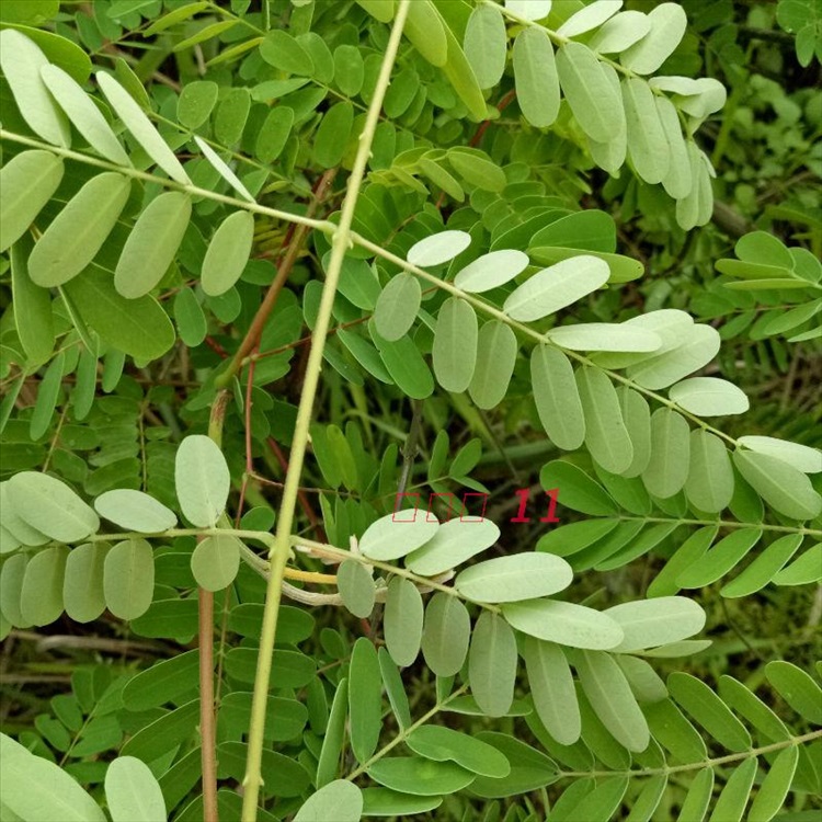 优友云实树苗 栏杆刺苗围栏刺苗斗米虫刺苗 云实种子倒钩刺苗80元8棵