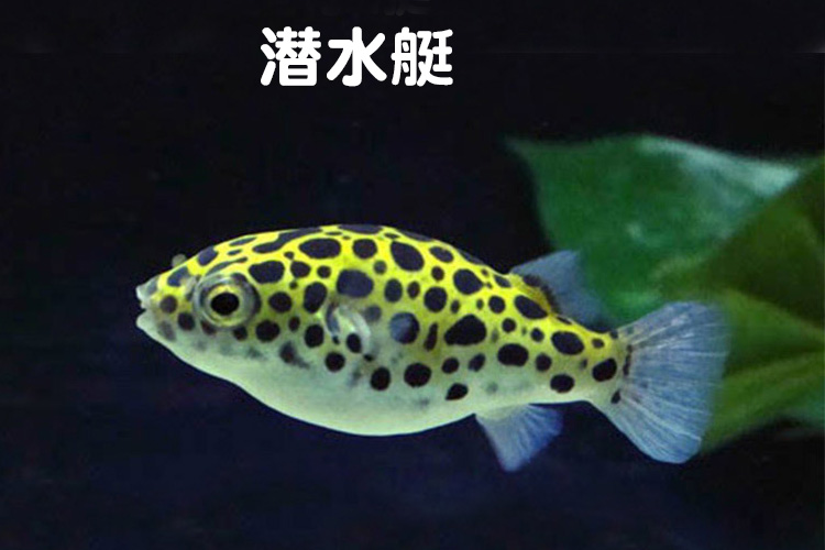 潜水艇深水气泡鱼 活体 热带鱼观赏鱼活水族宠物鱼 充气鱼 暗绿豚