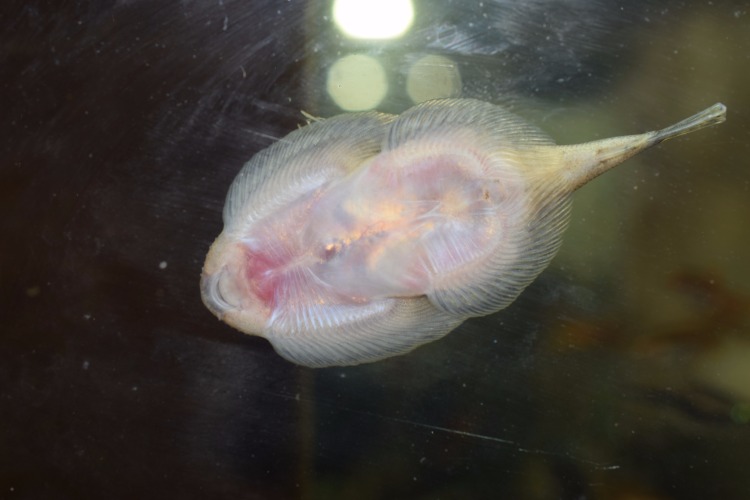 双吸盘鳅琵琶鼠鱼清道夫鱼清缸鱼原生鱼清洁鱼观赏鱼活体 1条装(5cm)